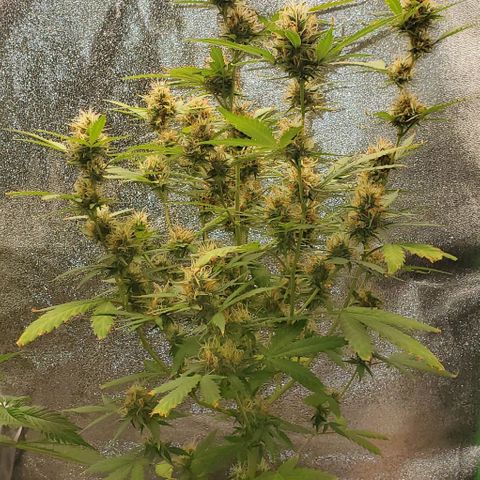 Banalaze II growlog timeline photo