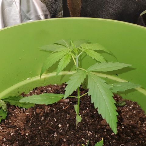 Starla growlog timeline photo