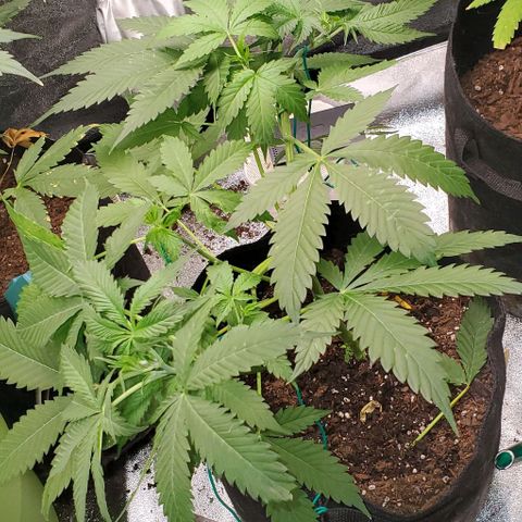 Bubbletwin Candy growlog timeline photo