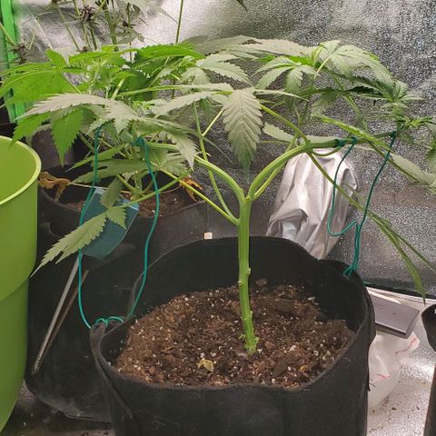 Bubbletwin Candy growlog timeline photo