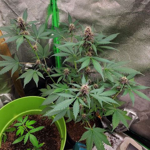 Little L growlog timeline photo
