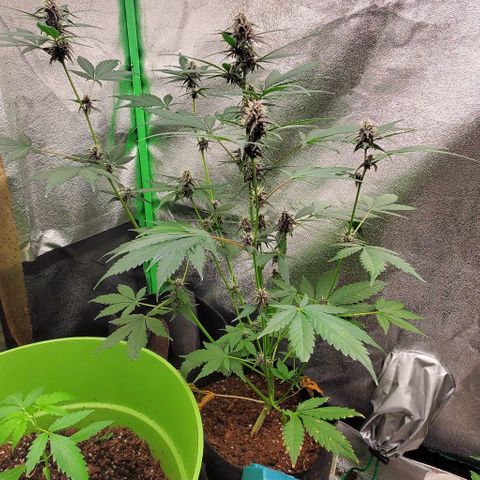Little L growlog timeline photo