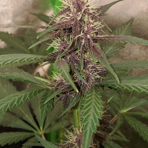 Little L growlog timeline photo