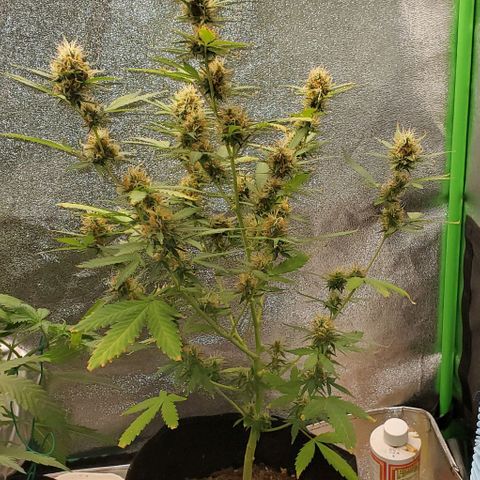 Banalaze II growlog photo: Partial harvest day