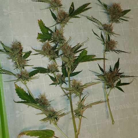 Banalaze II growlog photo: Partial harvest day