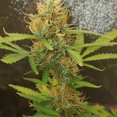 Banalaze II growlog photo: Partial harvest day
