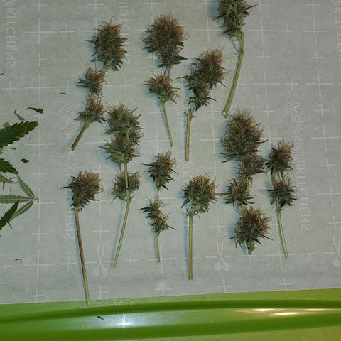 Banalaze II growlog photo: Partial harvest day