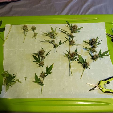 Banalaze II growlog photo: Partial harvest day