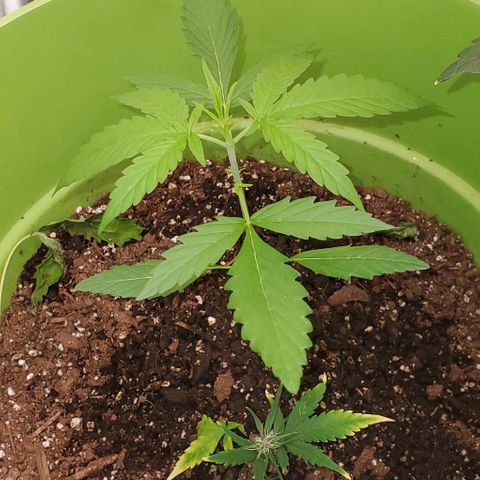 Starla growlog timeline photo