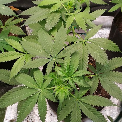Bubbletwin Candy growlog timeline photo