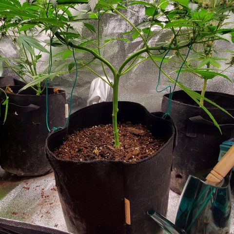 Bubbletwin Candy growlog timeline photo