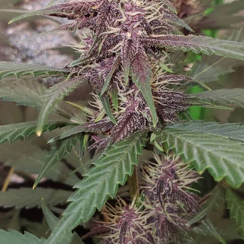 Little L growlog timeline photo