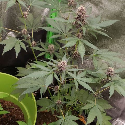 Little L growlog timeline photo