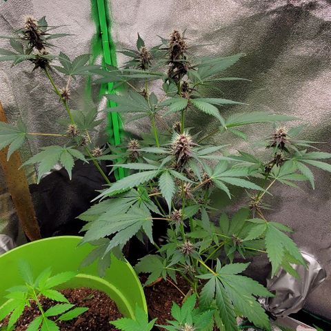 Little L growlog timeline photo