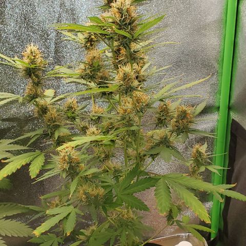 Banalaze II growlog timeline photo