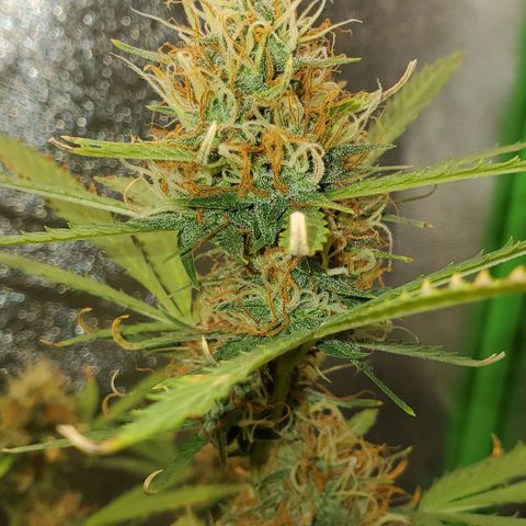 Banalaze II growlog timeline photo