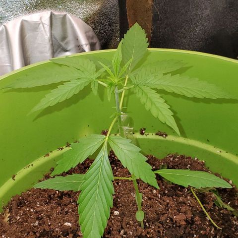 Starla growlog timeline photo