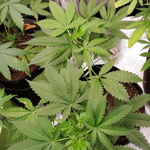 Bubbletwin Candy growlog timeline photo