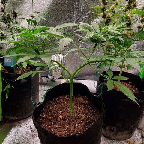 Bubbletwin Candy growlog timeline photo