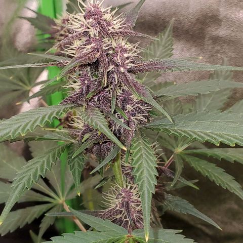 Little L growlog timeline photo
