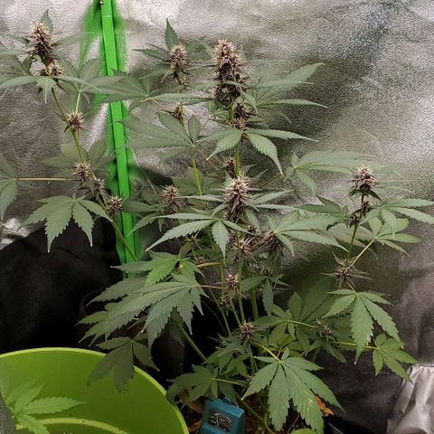 Little L growlog timeline photo
