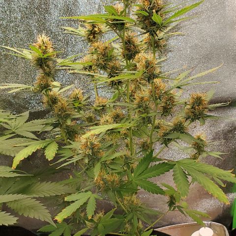 Banalaze II growlog timeline photo