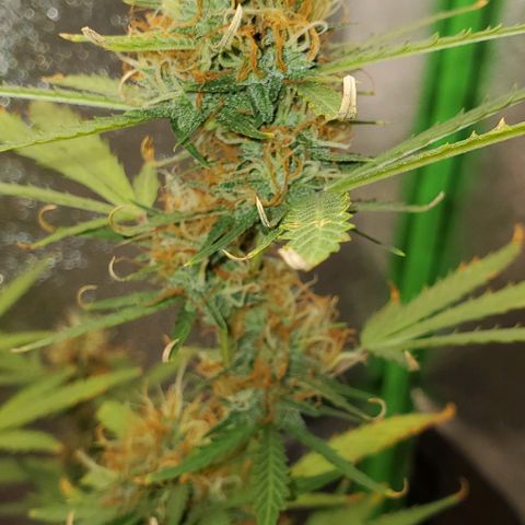 Banalaze II growlog timeline photo