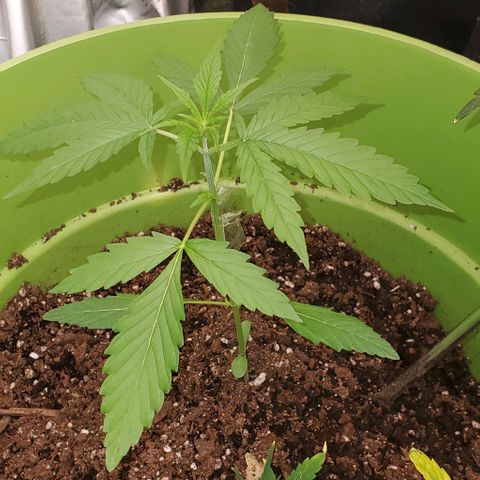 Starla growlog timeline photo