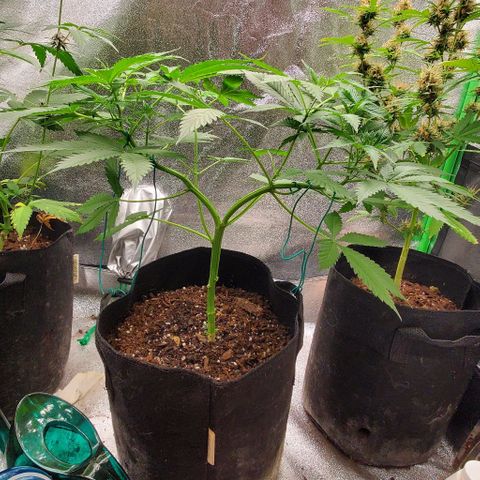 Bubbletwin Candy growlog timeline photo