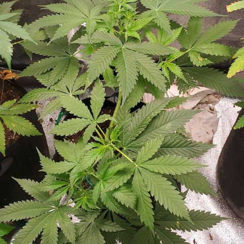 Bubbletwin Candy growlog timeline photo