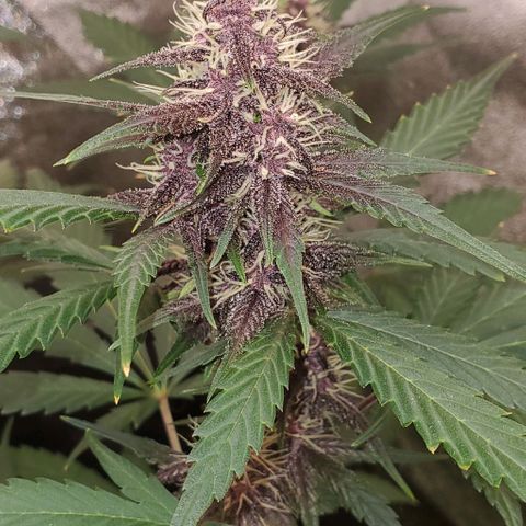 Little L growlog timeline photo