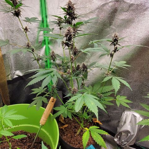 Little L growlog timeline photo
