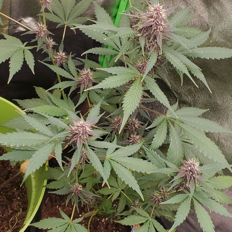 Little L growlog timeline photo