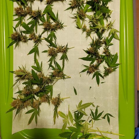 Banalaze II growlog timeline photo