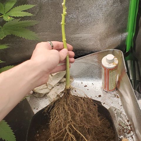 Banalaze II growlog timeline photo