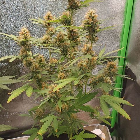 Banalaze II growlog timeline photo
