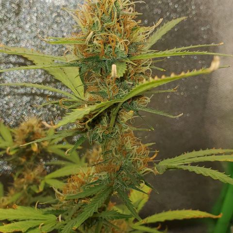 Banalaze II growlog timeline photo