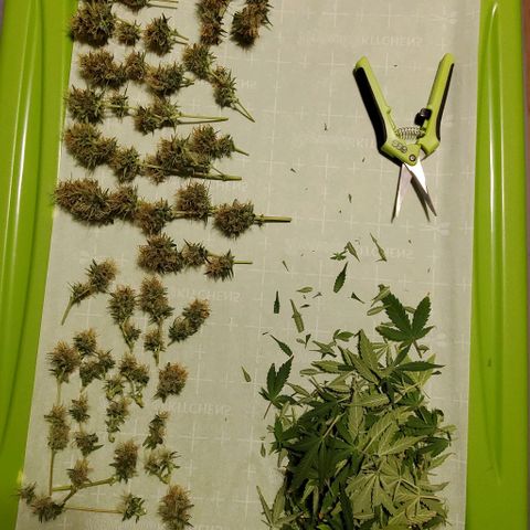 Banalaze II growlog timeline photo