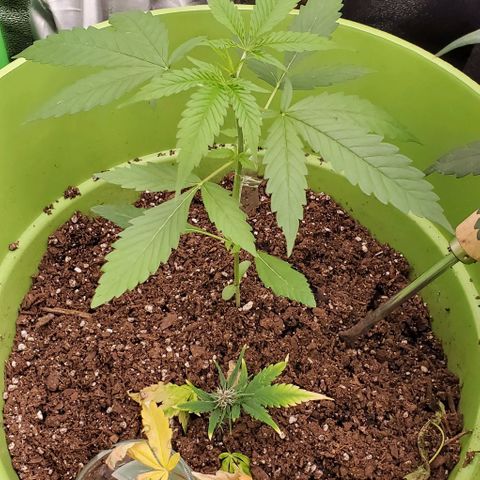Starla growlog timeline photo
