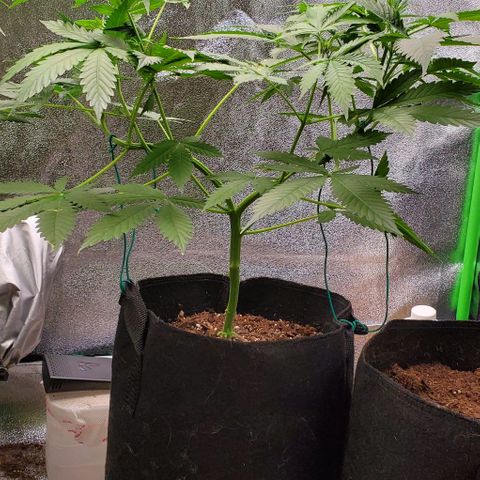 Bubbletwin Candy growlog timeline photo
