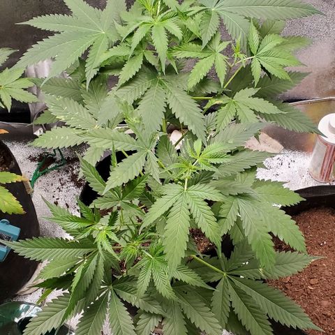 Bubbletwin Candy growlog timeline photo