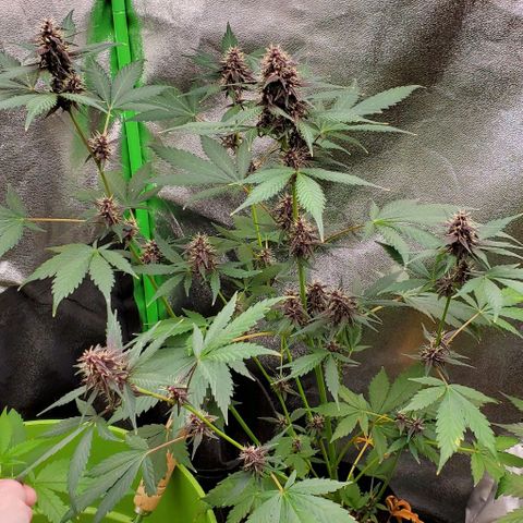 Little L growlog timeline photo