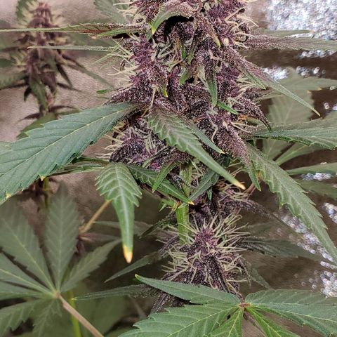 Little L growlog timeline photo