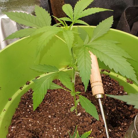 Starla growlog timeline photo