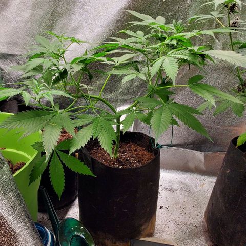 Bubbletwin Candy growlog timeline photo