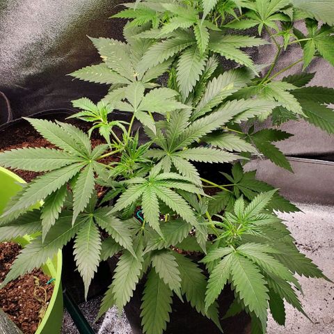 Bubbletwin Candy growlog timeline photo