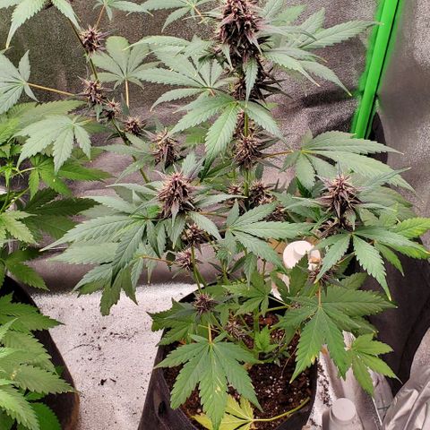 Little L growlog timeline photo