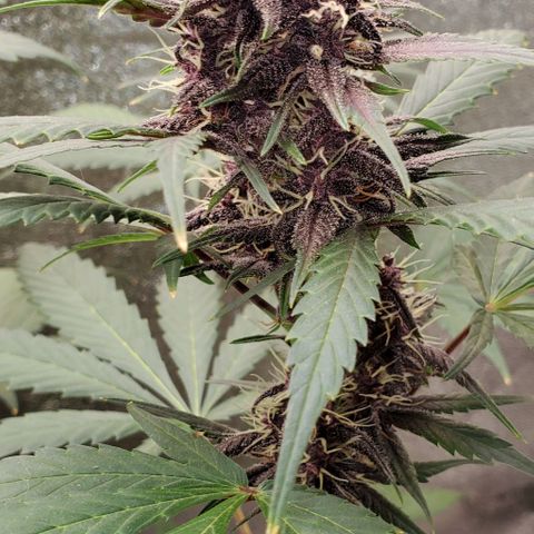 Little L growlog timeline photo