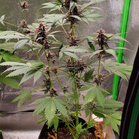 Little L growlog timeline photo