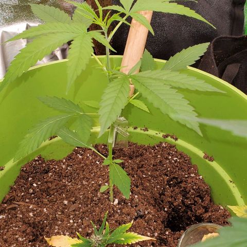 Starla growlog timeline photo